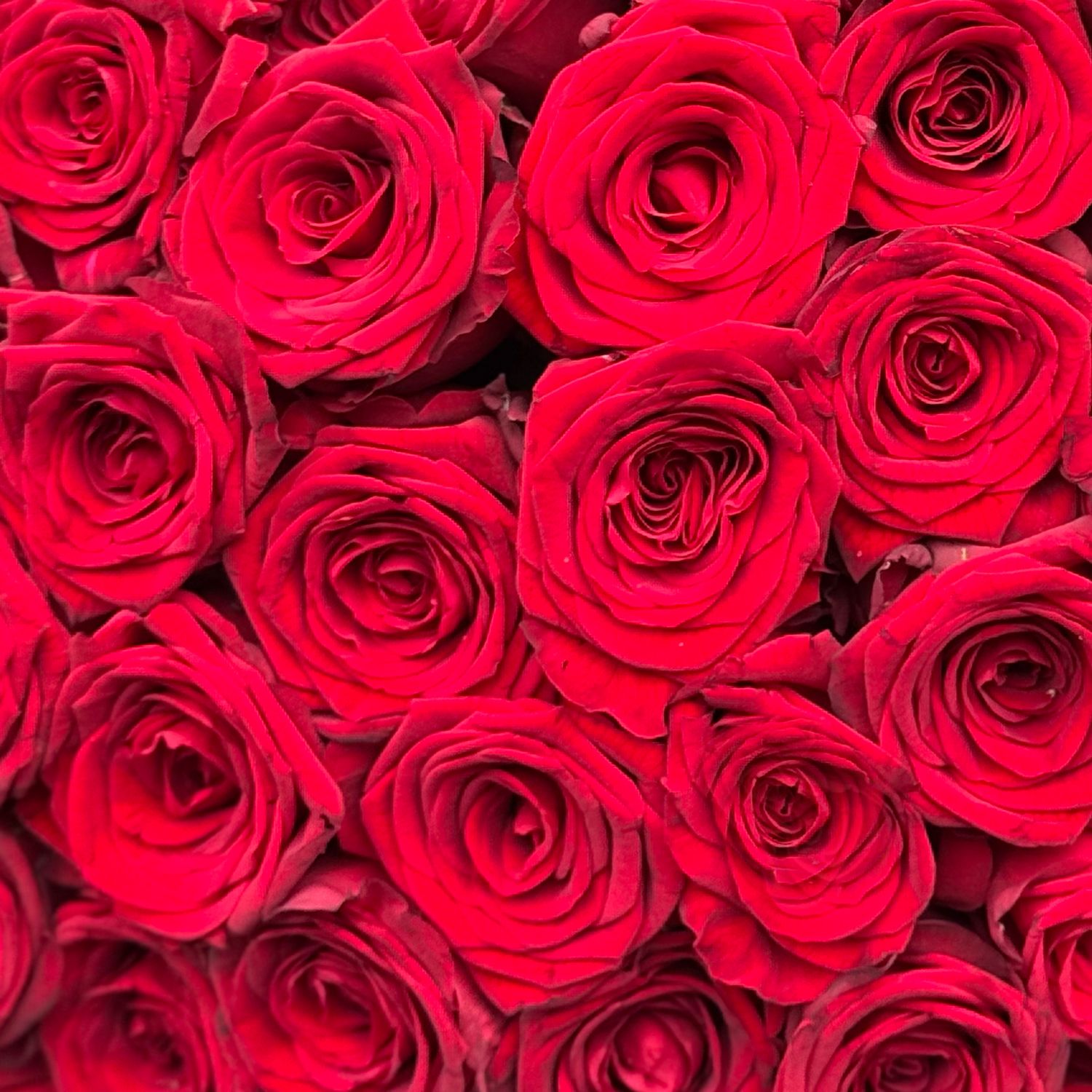 red rose (51 pcs.), packaging, ribbon