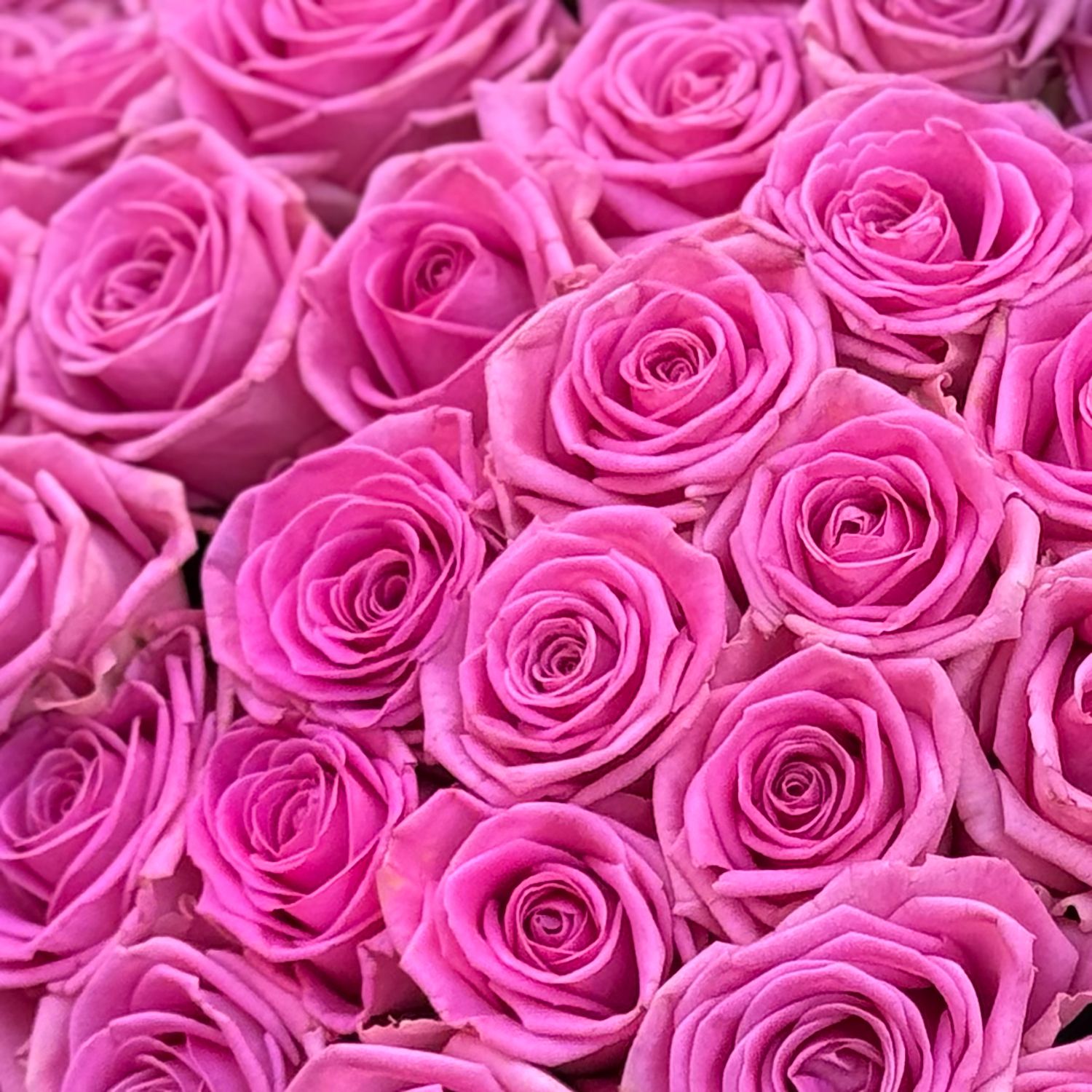 pink rose (101 pcs.), packaging, ribbon