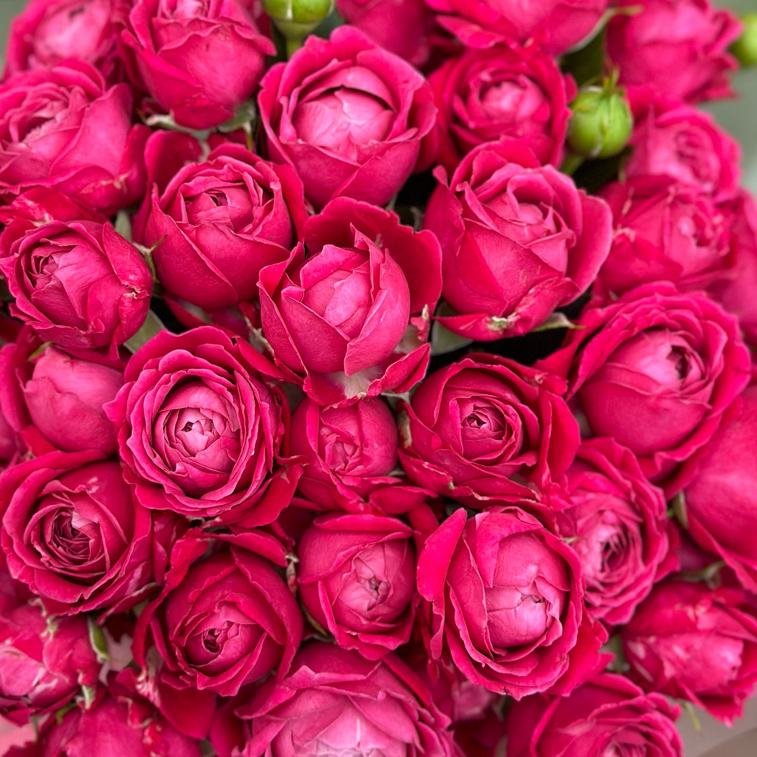 Bouquet Arrangement roses in a box 11 pcs