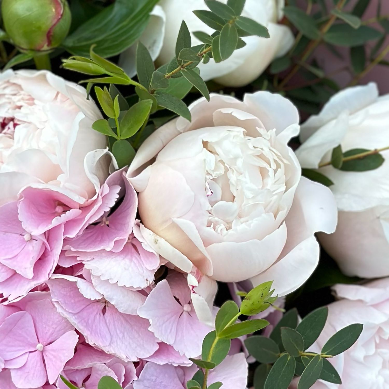 pink hydrangea, white peony (7 pcs.), eucalyptus, packaging, ribbon
