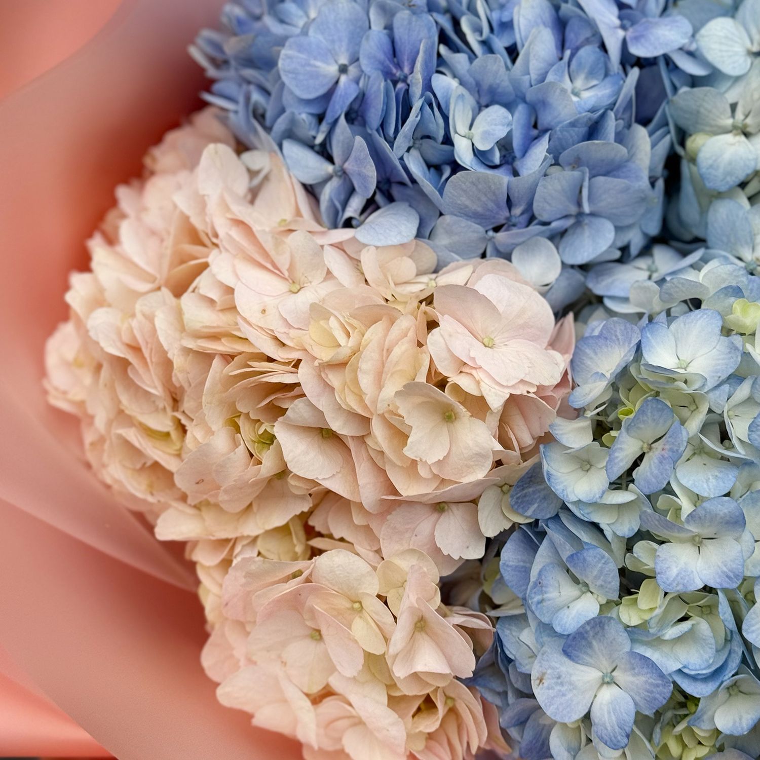 Bouquet 5 hydrangeas