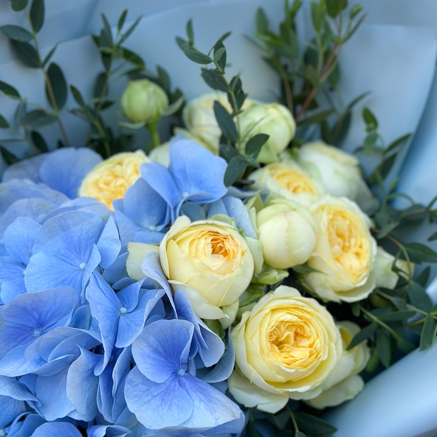 hydrangea, rose (3 pcs.), eucalyptus, packaging, ribbon