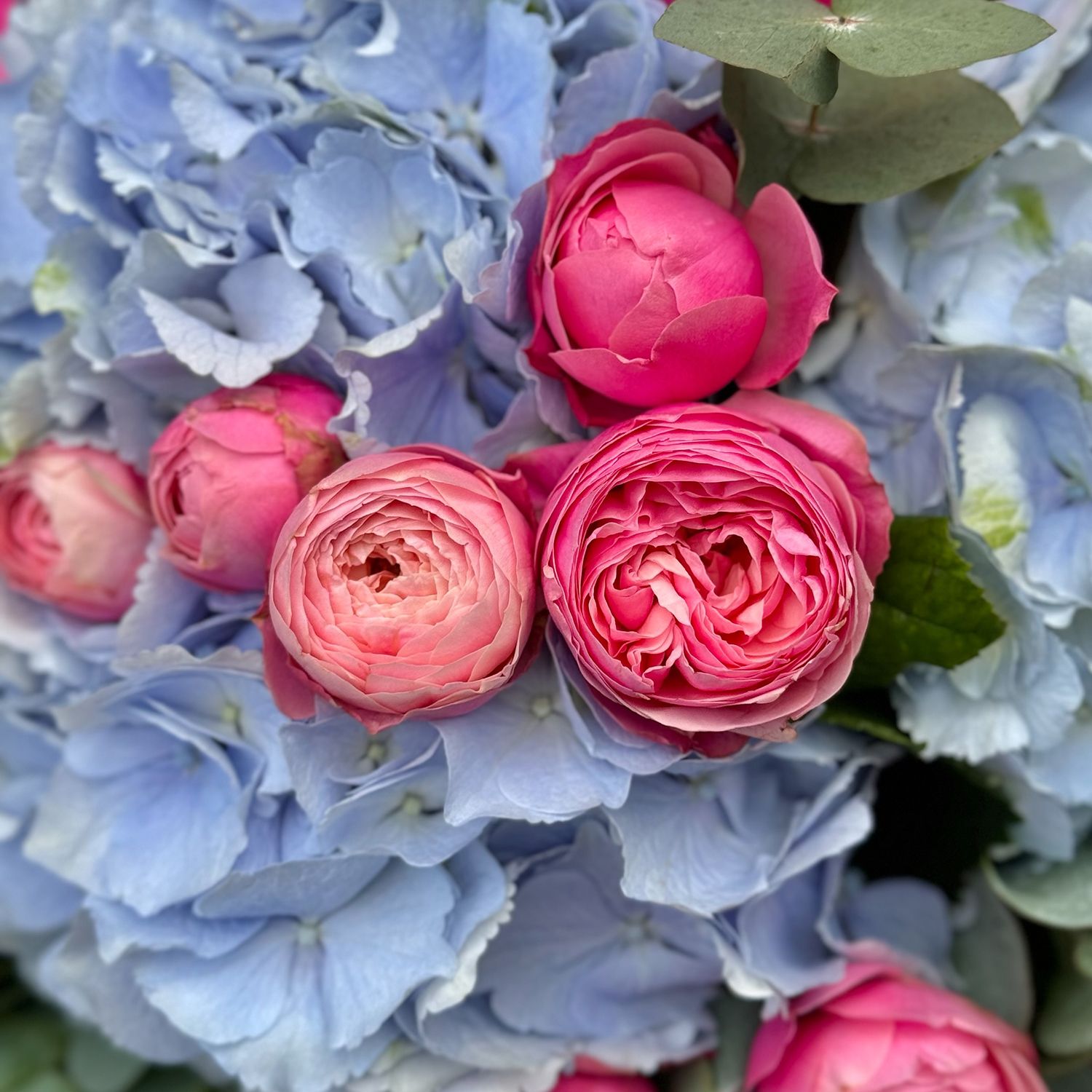 hydrangea, rose (9 pcs.), eucalyptus, packaging, ribbon