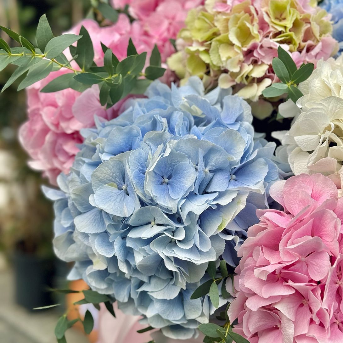 Bouquet Hydrangea mix in a box XXL