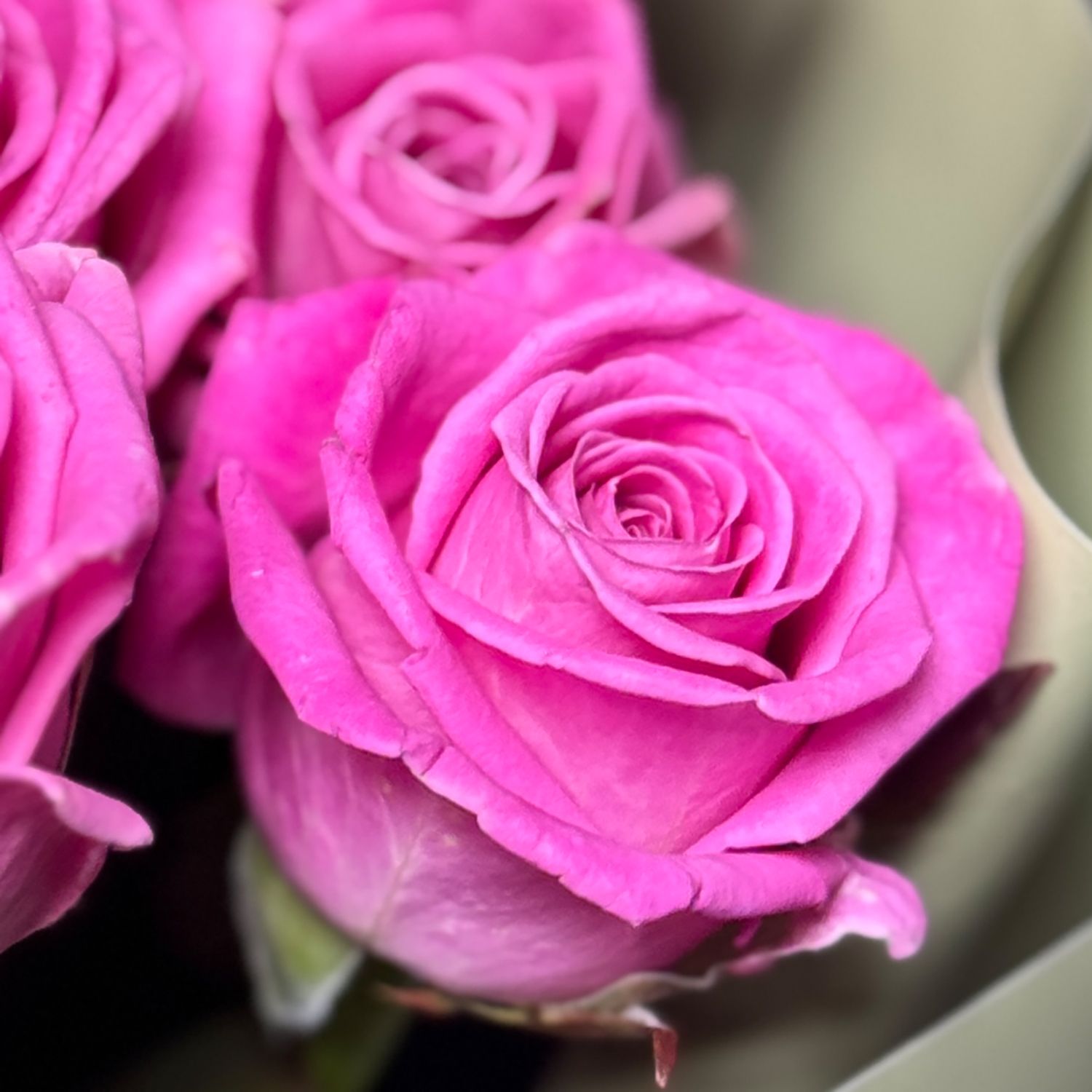 Bouquet 11 pink roses