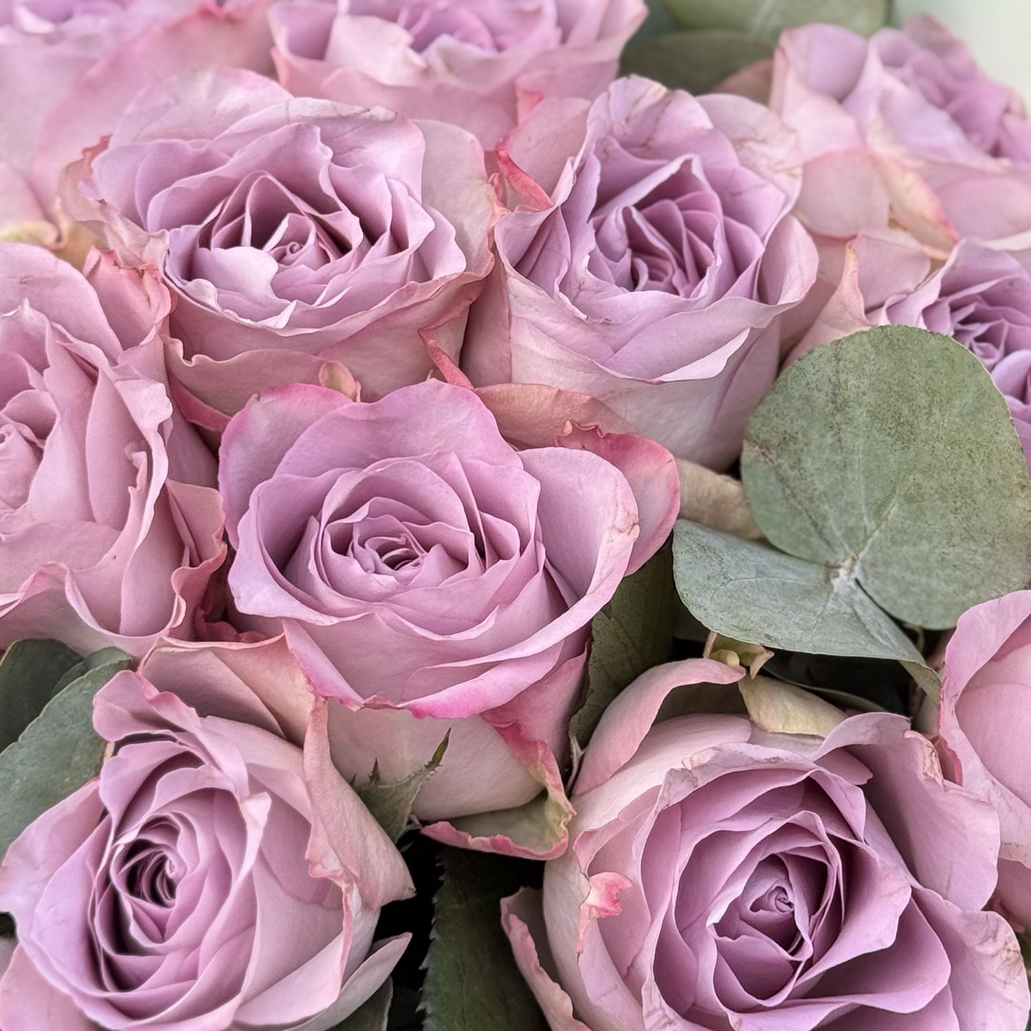 Bouquet Bouquet 15 roses Memory Lane
