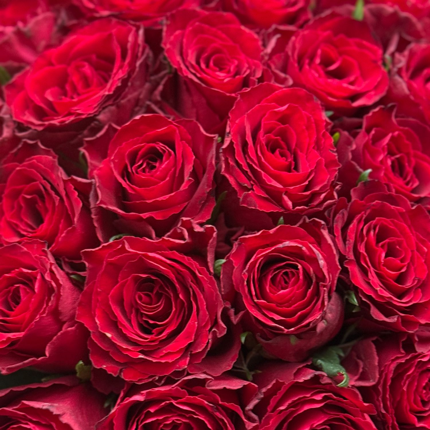 Bouquet  25 red roses Kenia