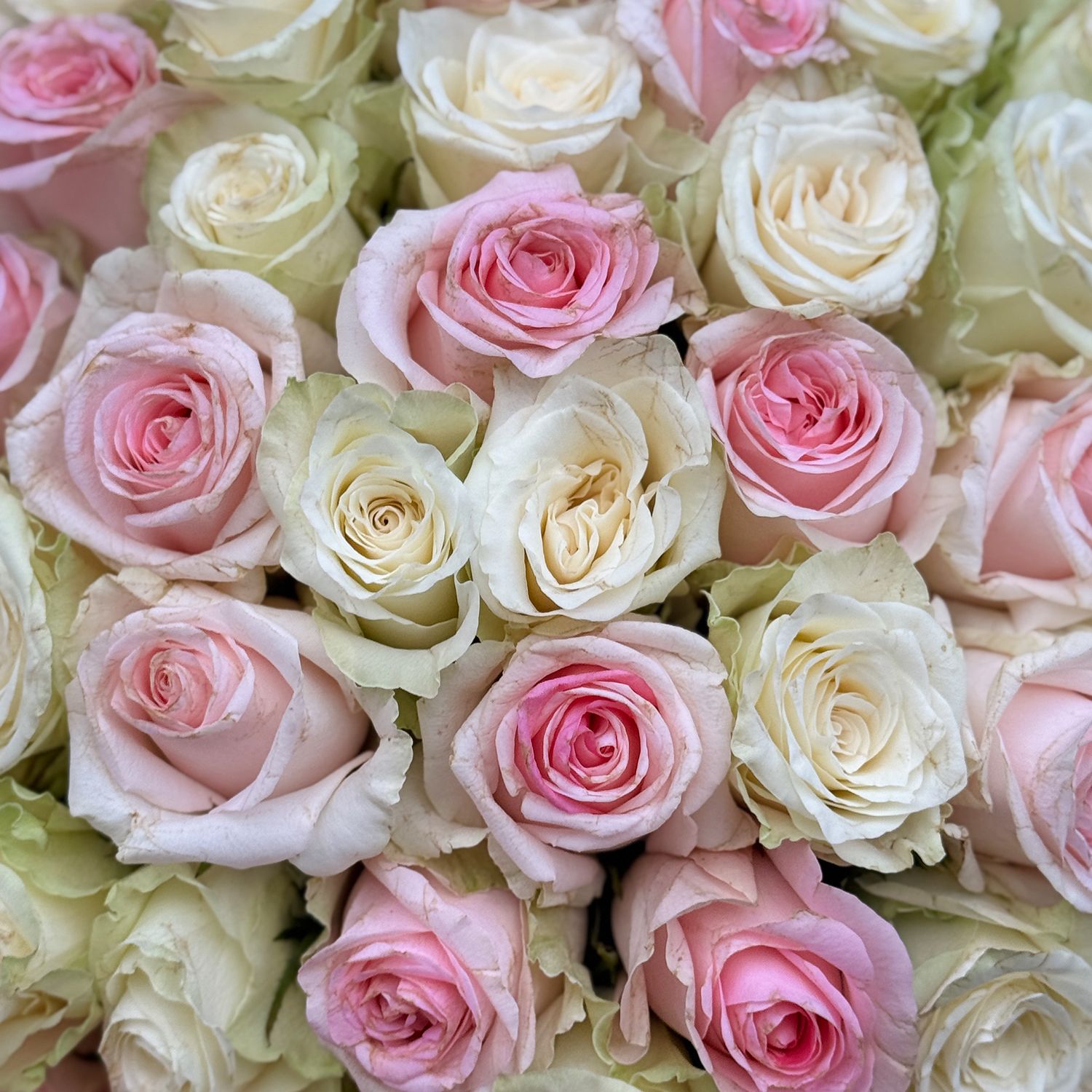 Bouquet 51 pink and white roses Kenia