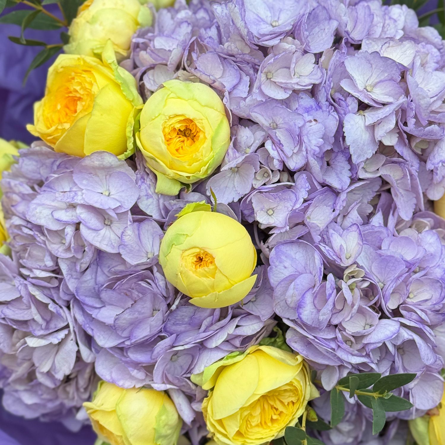 Bouquet Hydrangeas and Yellow Roses Lavender morning