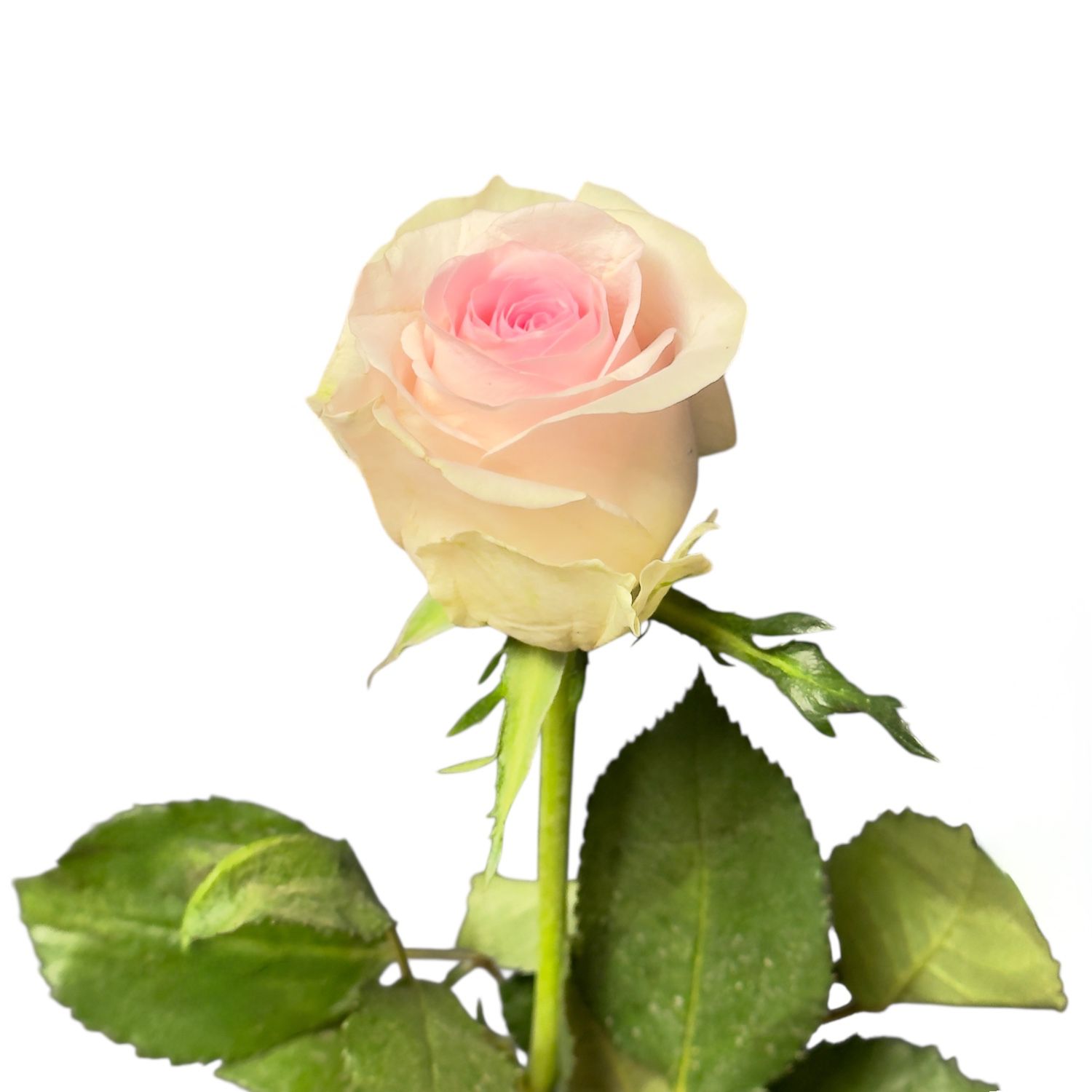 Bouquet Pink rose Kenia by piece