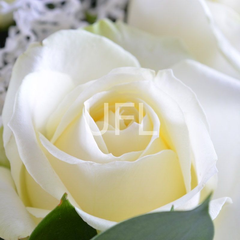 white rose (15 pcs.), packaging, ribbon