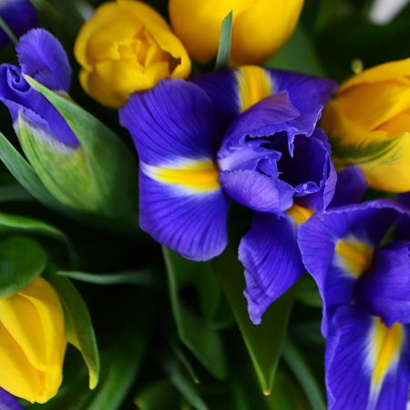 Bouquet Iris and Tulips