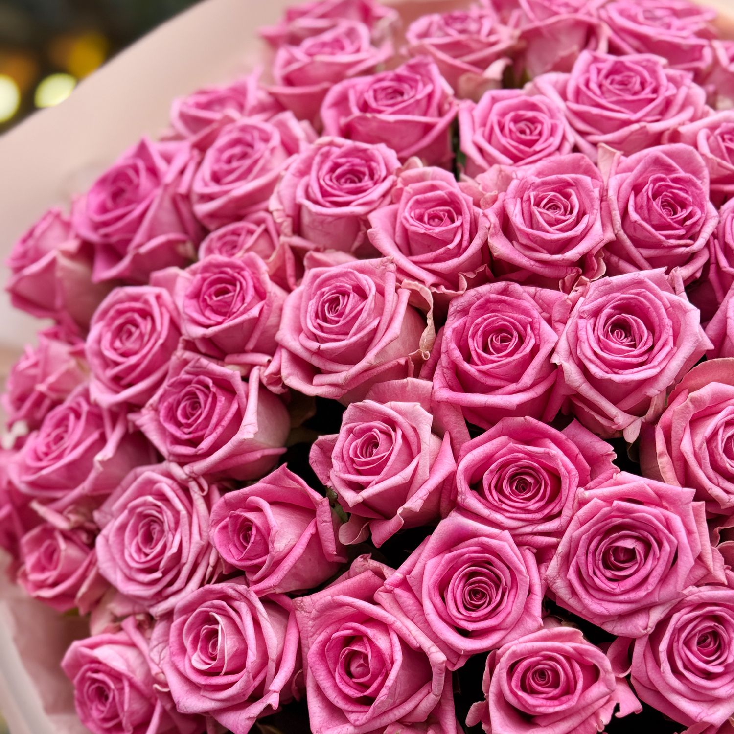 pink rose (101 pcs.), packaging, ribbon