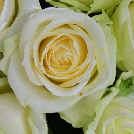 Bouquet mmense tenderness