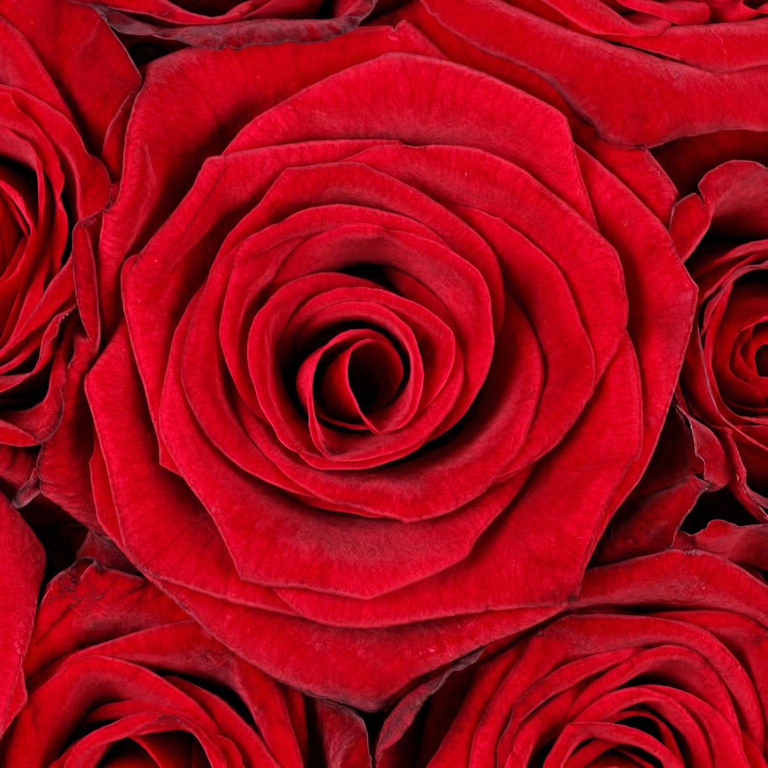 rose (31 pcs.), oasis, box, packaging, ribbon