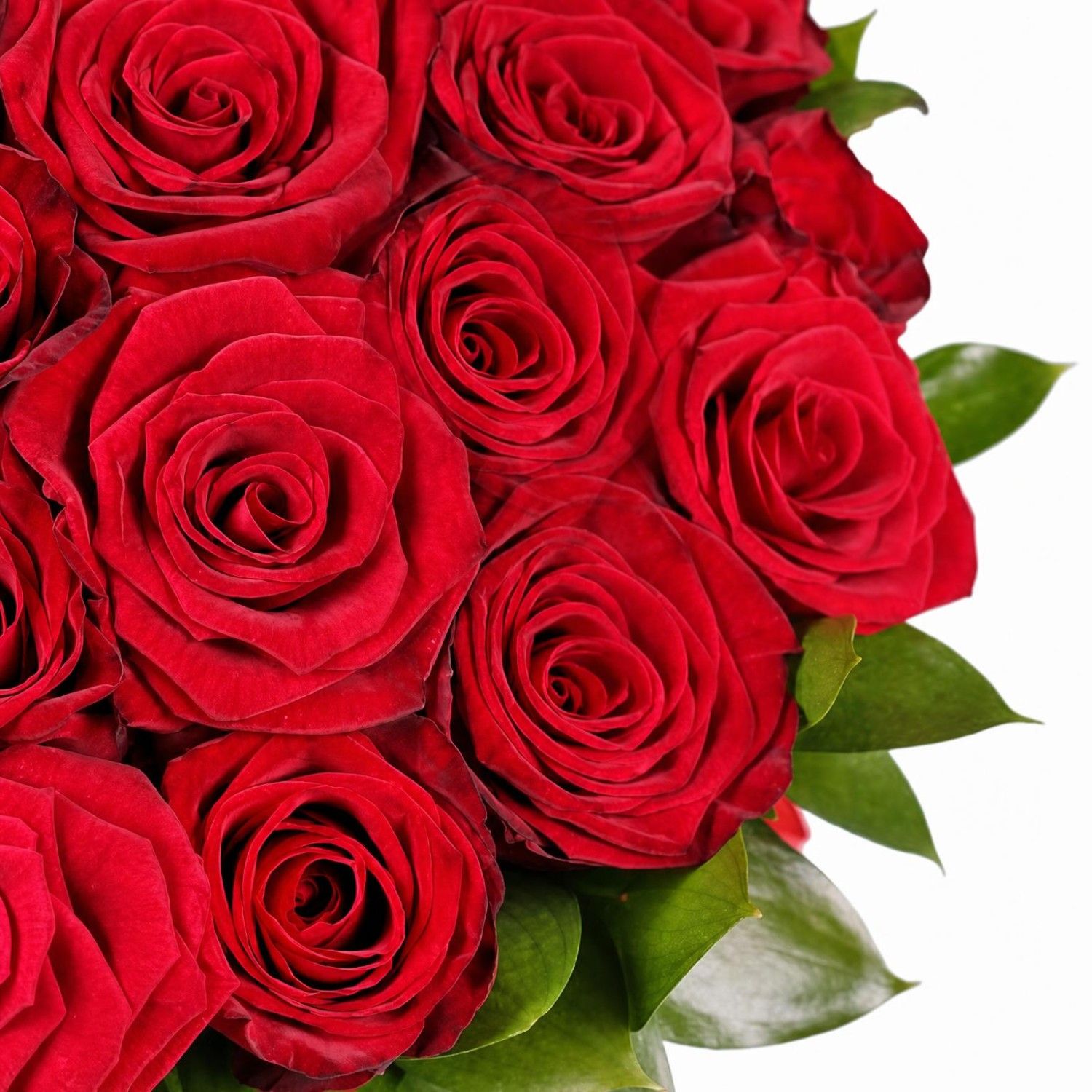 rose (31 pcs.), oasis, box, packaging, ribbon