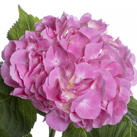 Bouquet Pink hydrangea by piece