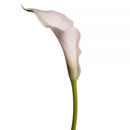 Bouquet Calla white piece