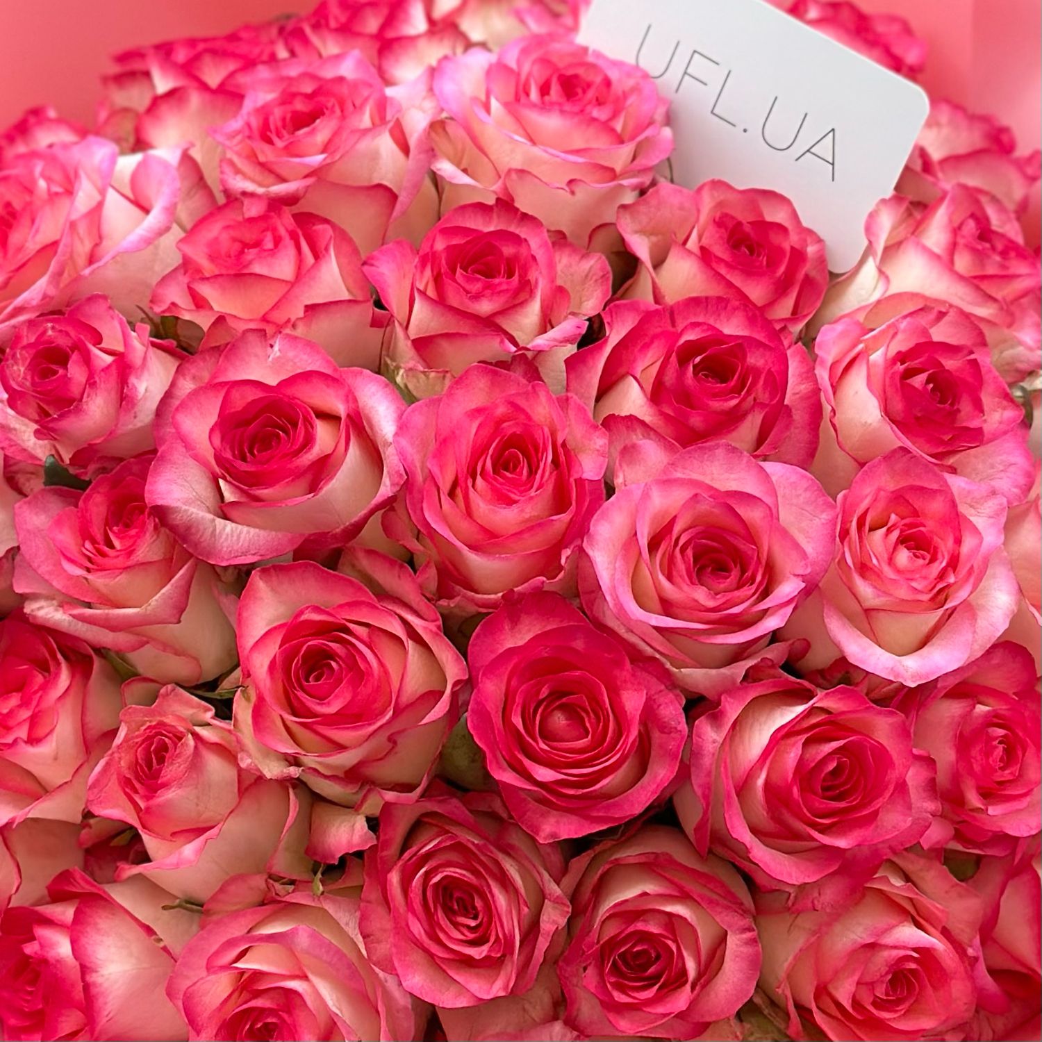 jumilia rose (51 pcs.), packaging, ribbon