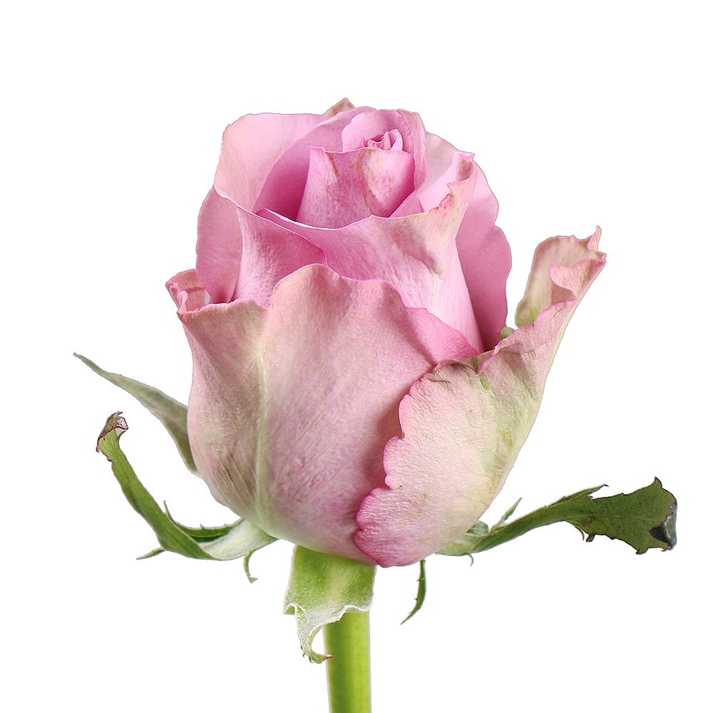 Bouquet Rose Memory Lane by piece