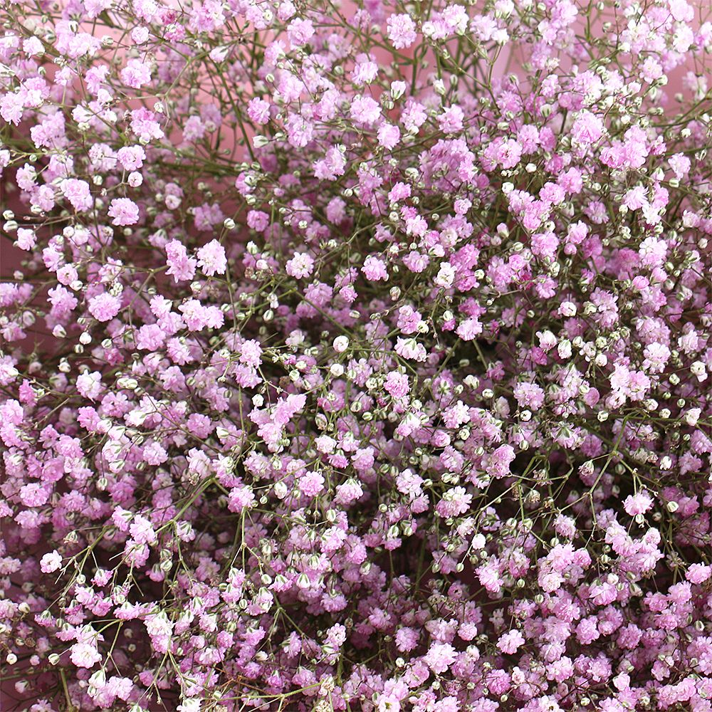 gypsophila (13 pcs.), packaging, ribbon