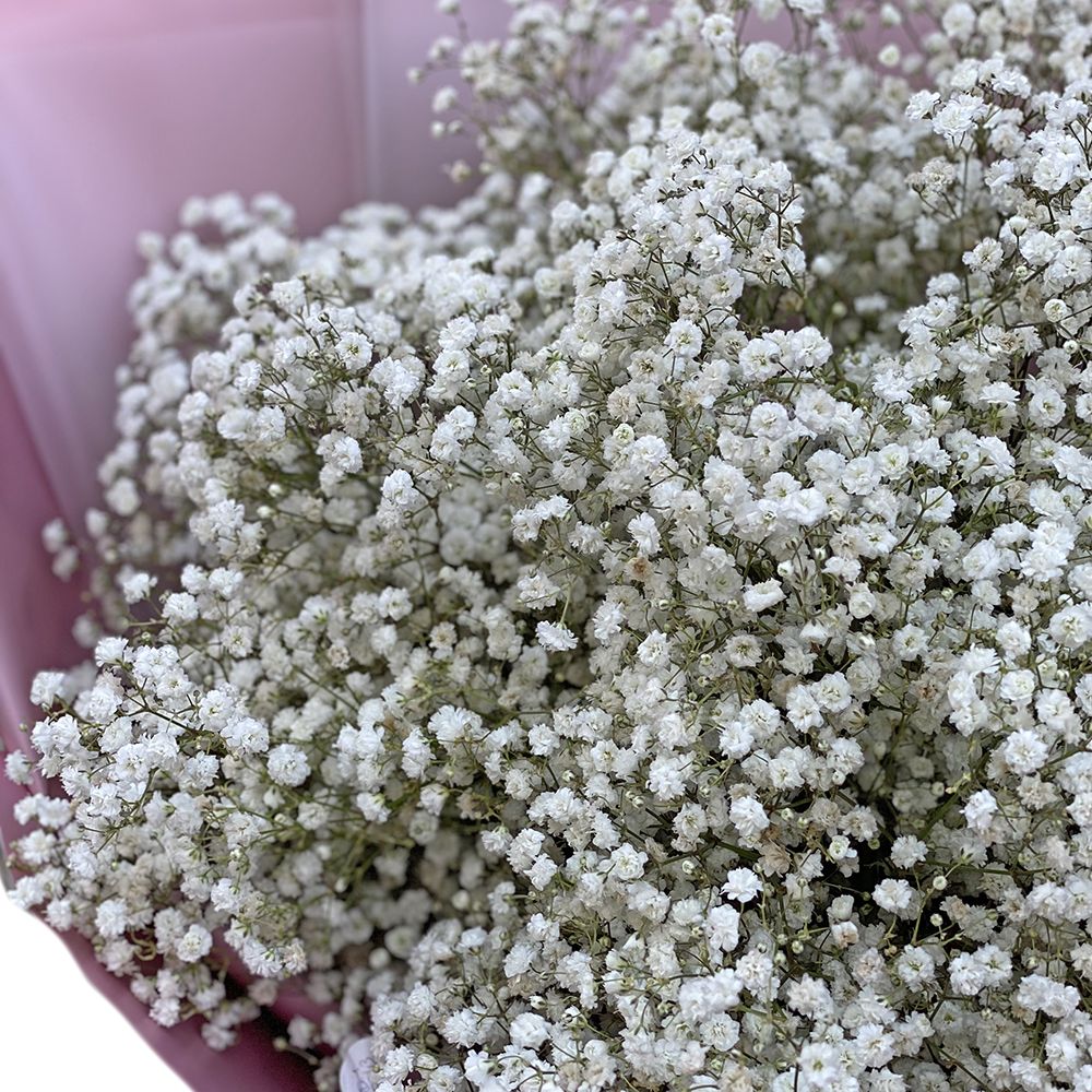 gypsophila (11 pcs.), packaging, ribbon