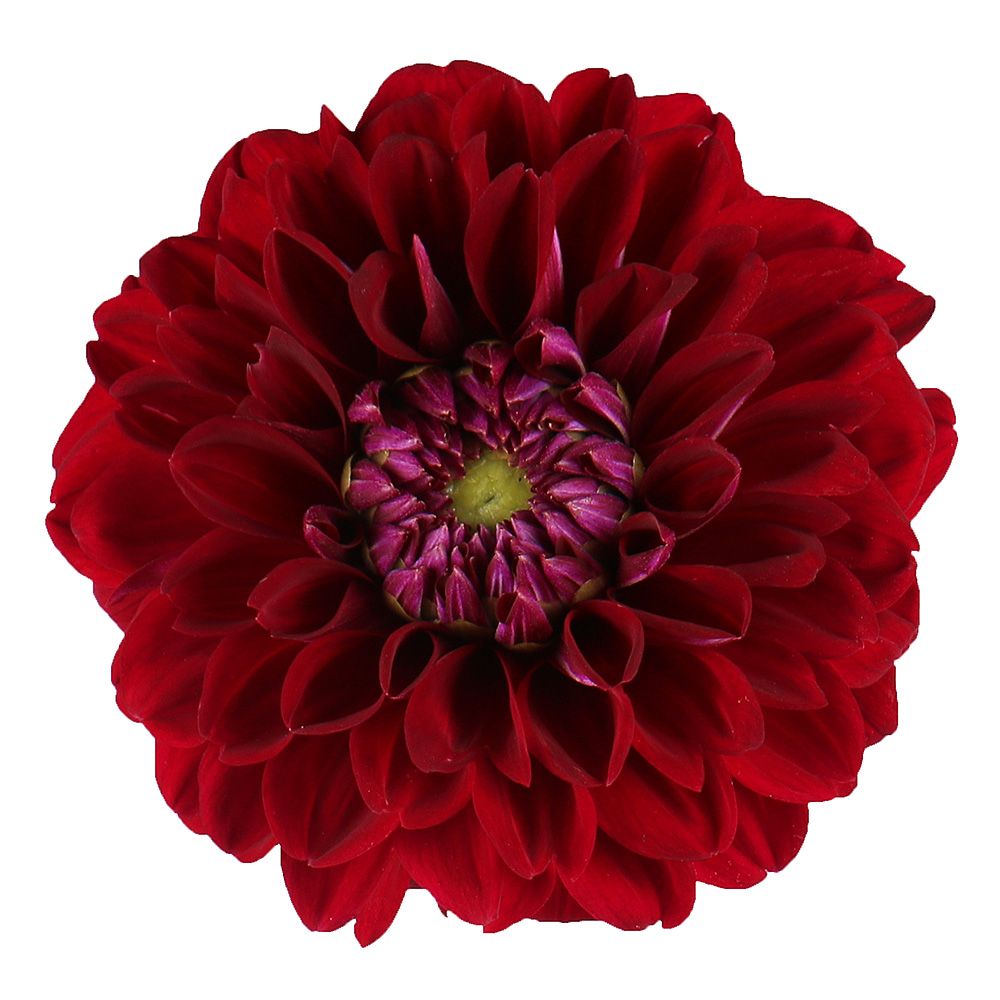 Bouquet Burgundy dahlia by piece