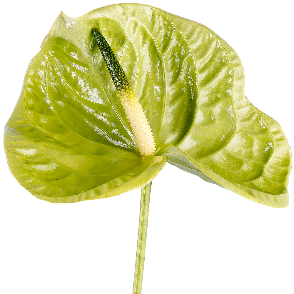 Order anthurium green piece | Delivery