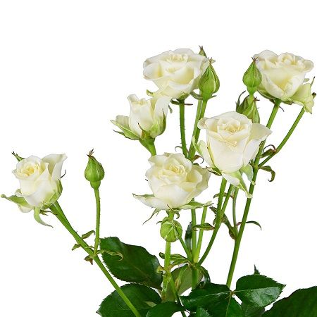 Buy delicate bouquet of White spay roses by the piece with the best flower delivery