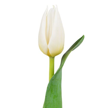 Order bouquet of white tulips with delivery