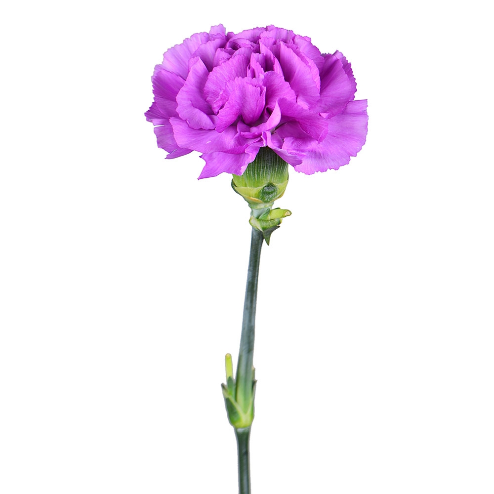 Order purple carnation by the piece at on-line flower shop