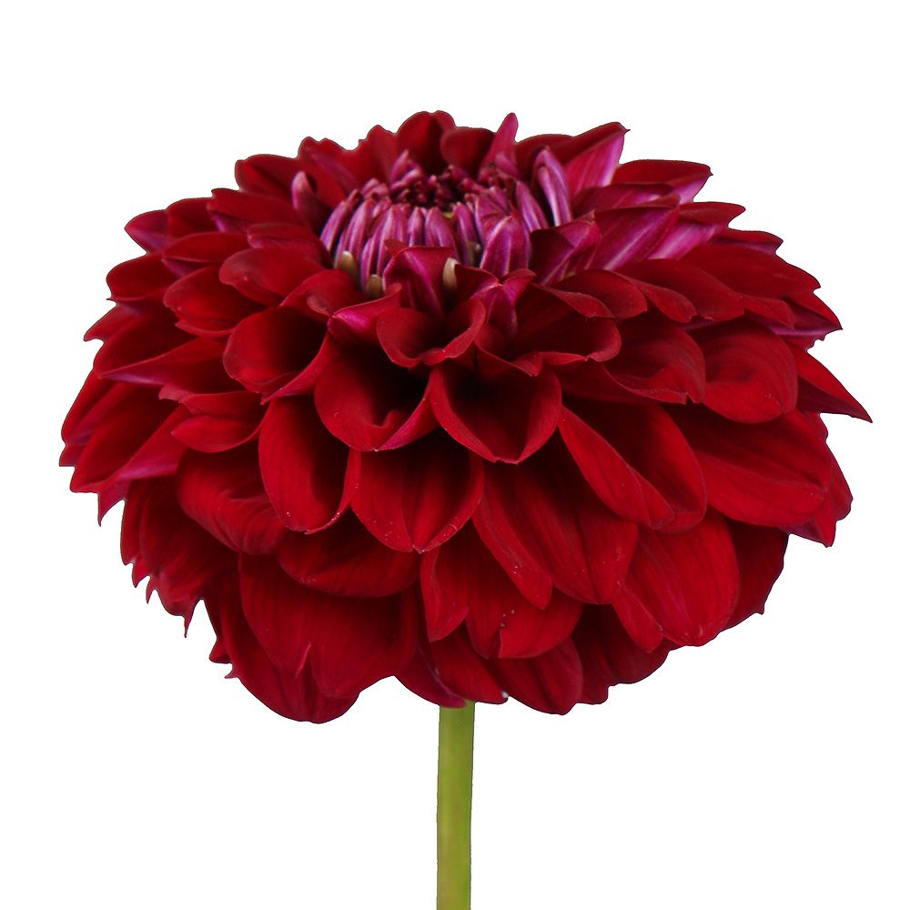 Bouquet Burgundy dahlia by piece