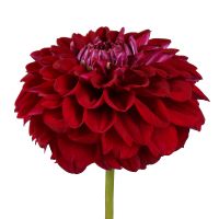 Bouquet Burgundy dahlia by piece