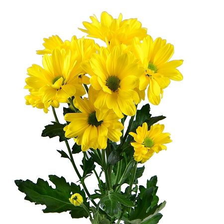 Bouquet Yellow chrysanthemums by the piece (spray)
