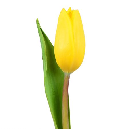 Yellow tulip,  tulips by the piece, bouquet of tulips, yellow bouqet