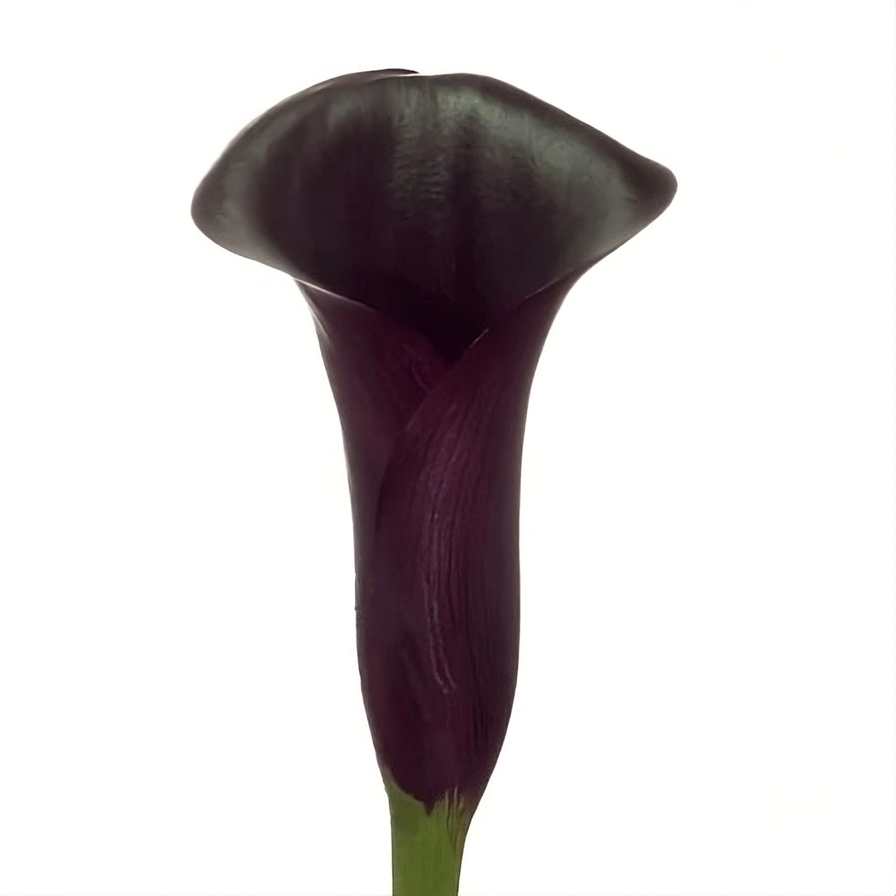 Bouquet Black callas by the piece