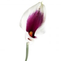 Bouquet Calla two-color piece