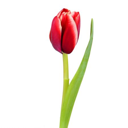 Buy red tulips with delivery