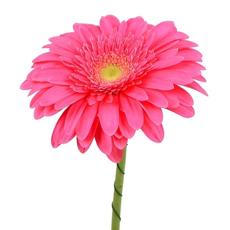 Bouquet Crimson gerberas by the piece