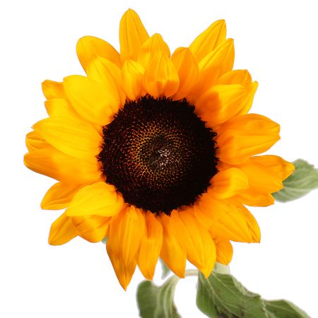 Bouquet Sunflower by piece