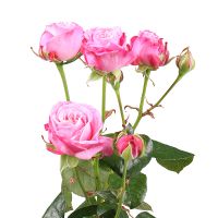 Bouquet Pink spray roses by piece