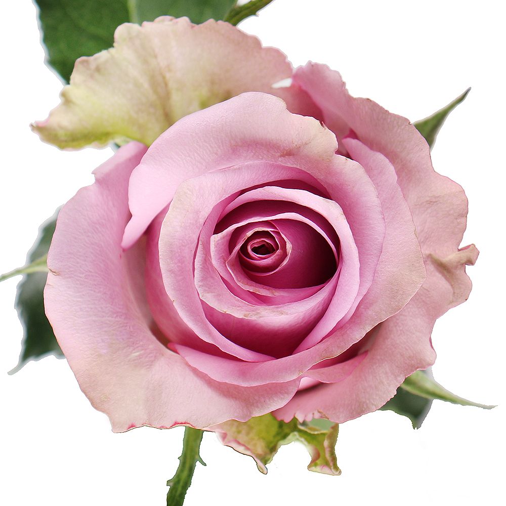 Bouquet Rose Memory Lane by piece