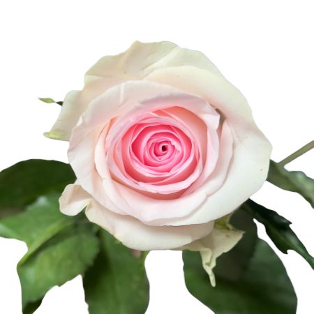 Bouquet Pink rose Kenia by piece