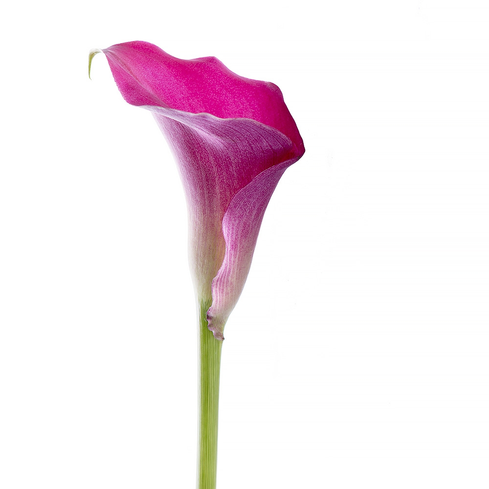 Bouquet Pink Calla piece