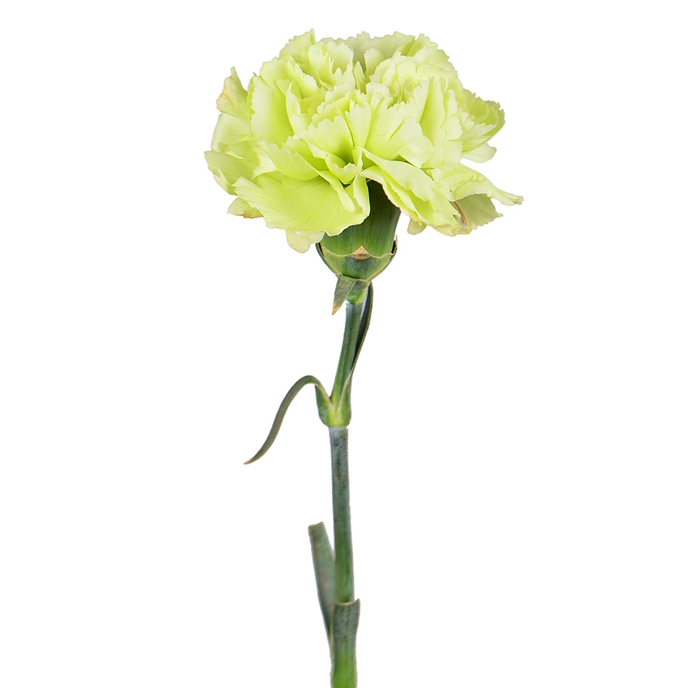 Order green carnation by the piece at on-line flower shop