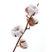 cotton